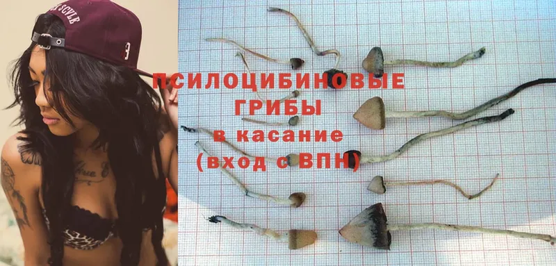 Галлюциногенные грибы Psilocybe  даркнет сайт  Абаза 